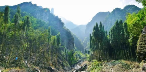 官宣 雁蕩山選出 山花 , 仙 花與 仙 山更配哦