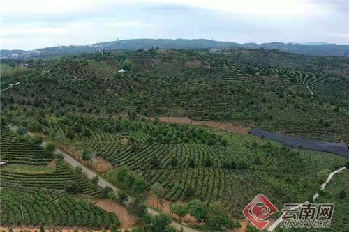 大渡崗茶好喝嗎 值得購(gòu)買嗎 現(xiàn)在大渡崗的茶怎樣 大渡崗茶廠