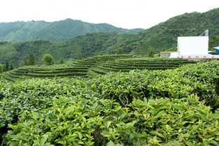 凌云白茶加工廠建成 年可產(chǎn)干茶100噸