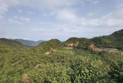 濱江攜手泰順共建的生態(tài)共富茶越來越富