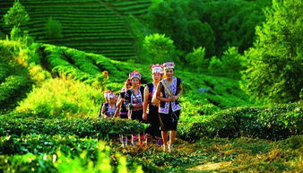 尊享全球最大的古老茶園內(nèi)relais chateau 云南柏聯(lián)精品酒店