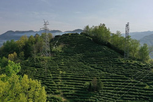 漢中第三批生態茶園風采 鎮巴篇