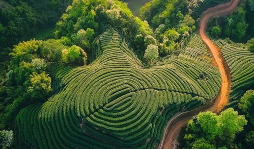 20條茶鄉旅游精品路線發布,給愛喝茶又愛旅游的你