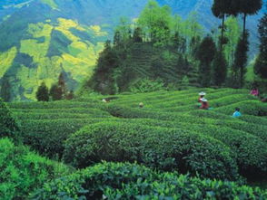 蘆山 探索生態精品農業發展之路 助推鄉村振興