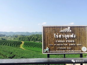 櫻桃茶飲 櫻桃帶您游泰國茶園記 ,泰國的各種飲品和茶園