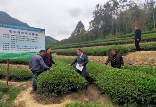 農行莆田分行 拓寬茶農致富路