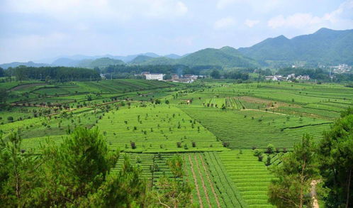 中歐地理標志協定正式生效 貴州15個產品被納入互認清單