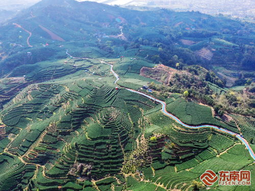 從茶 葉 到茶 業 探尋點頭鎮白茶產業的致富經