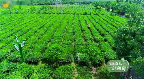 擁抱大自然的最佳方式,當然是來海南這些地方 森呼吸 啦