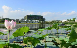 坂雪崗科技城擴容,龍崗新增3個片區加入廣深科技創新走廊 未來發展...