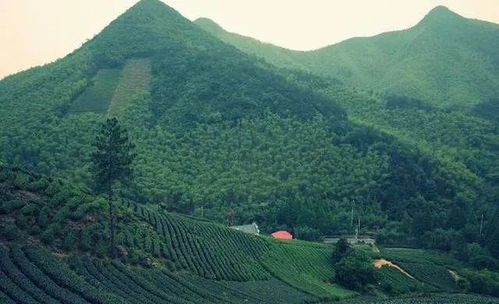 關于開展申報2020年全國森林康養基地試點建設單位的通知——以雁蕩山茶苑為例