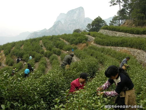 每一種好茶，都藏在這些深山秘境——雁蕩山茶苑