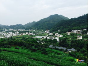 探訪好水好茶 看江西上猶縣的綠色蝶變 雁蕩山茶苑