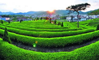 2018安溪秋茶季 雁蕩山茶苑，一幅不得不看的茶鄉風光畫卷