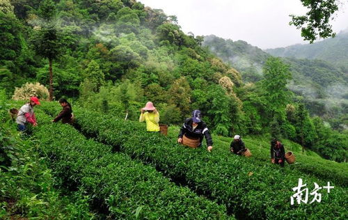 相約韶關雁蕩山茶苑，共慶首屆中國農民豐收節——品特色農產品，賞民俗活動