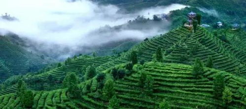 茶旅世界 最美茶園丨廣西凌云浪伏小鎮有機茶園 雁蕩山茶苑